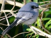 Tacuarita azul/Masked Gnatcatcher