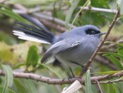Tacuarita azul/Masked Gnatcatcher