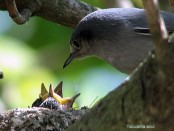 Tacuarita azul/Masked Gnatcatcher