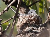 Tacuarita azul/Masked Gnatcatcher