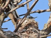 Tacuarita azul/Masked Gnatcatcher