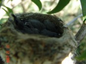 Tacuarita azul/Masked Gnatcatcher