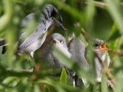 Tacuarita azul/Masked Gnatcatcher