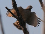 Taguató/Roadside Hawk