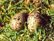 Tero común/Southern Lapwing