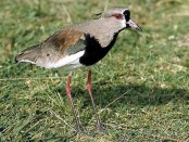 Tero común/Southern Lapwing