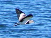 Tero común/Southern Lapwing