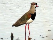 Tero común/Southern Lapwing