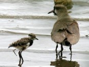 Tero común/Southern Lapwing