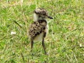 Tero común/Southern Lapwing