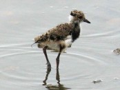 Tero común/Southern Lapwing