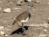 Tero común/Southern Lapwing
