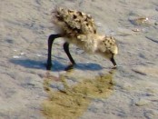 Tero real/White-backed Stilt