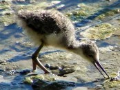Tero real/White-backed Stilt
