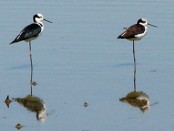 Tero real/White-backed Stilt