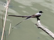 Tijereta/Fork-tailed Flycatcher