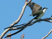 Tijereta/Fork-tailed Flycatcher