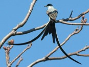 Tijereta/Fork-tailed Flycatcher