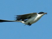Tijereta/Fork-tailed Flycatcher