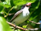 Tijereta/Fork-tailed Flycatcher