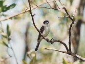 Tijerilla/White-naped Xenopsaris