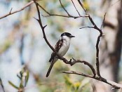 Tijerilla/White-naped Xenopsaris