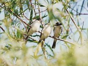 Tijerilla/White-naped Xenopsaris