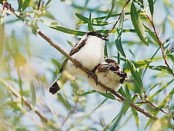 Tijerilla/White-naped Xenopsaris