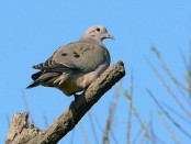 Torcaza común/Eared Dove