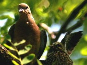 Torcaza común/Eared Dove