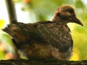 Torcaza común/Eared Dove