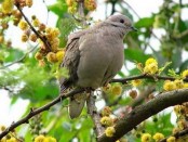 Torcaza común/Eared Dove