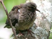 Torcaza común/Eared Dove