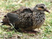 Torcaza común/Eared Dove