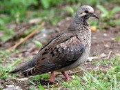 Torcaza común/Eared Dove