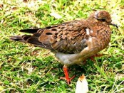 Torcaza común/Eared Dove