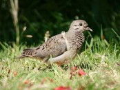 Torcaza común/Eared Dove