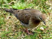 Torcaza común/Eared Dove