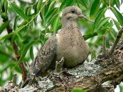 Torcaza común/Eared Dove