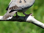 Torcaza común/Eared Dove Torcaza común/Eared Dove