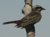 Tuquito rayado/Variegated Flycatcher