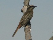 Tuquito rayado/Variegated Flycatcher