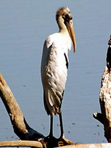 Tuyuyú/Wood Stork Tuyuyú/Wood Stork
