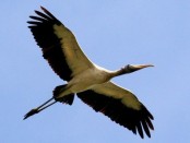 Tuyuyú/Wood Stork Tuyuyú/Wood Stork