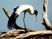 Tuyuyú/Wood Stork Tuyuyú/Wood Stork