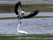 Tuyuyú/Wood Stork Tuyuyú/Wood Stork
