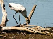 Tuyuyú/Wood Stork Tuyuyú/Wood Stork