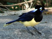 Urraca común/Plsuh-crested Jay
