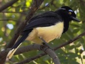 Urraca común/Plush-crested Jay
