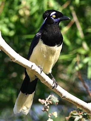 Urraca común/Plsuh-crested Jay